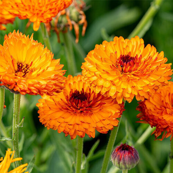 Flower Seeds - Non GMO -Variety Packs -Fresh -USA Grown Seeds - Image 20
