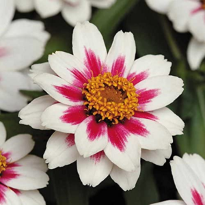 Zinnia Flower Planting Seeds, Easy to Grow, Perfect for Spring Garden, Zahara Starlight Rose, Pack of 25
