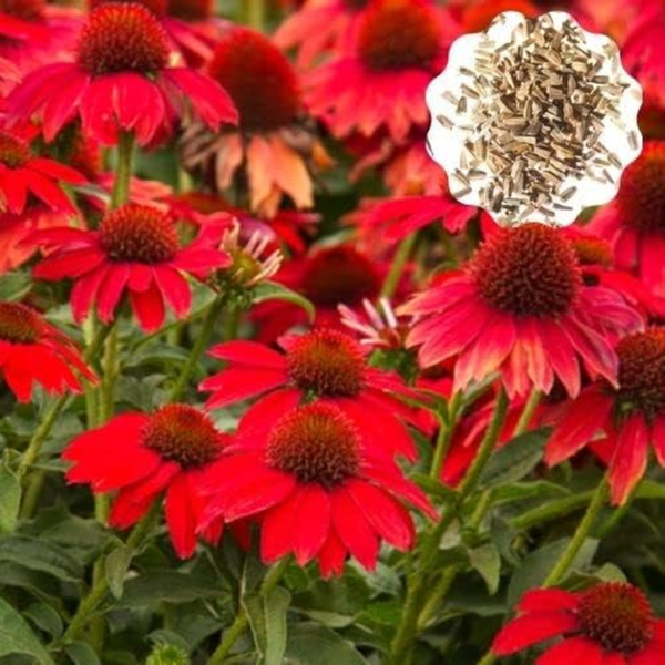 Red Coneflower Seeds - 600+ Echinacea Seeds for Planting - Heirloom, Non-Gmo Seeds - Image 3