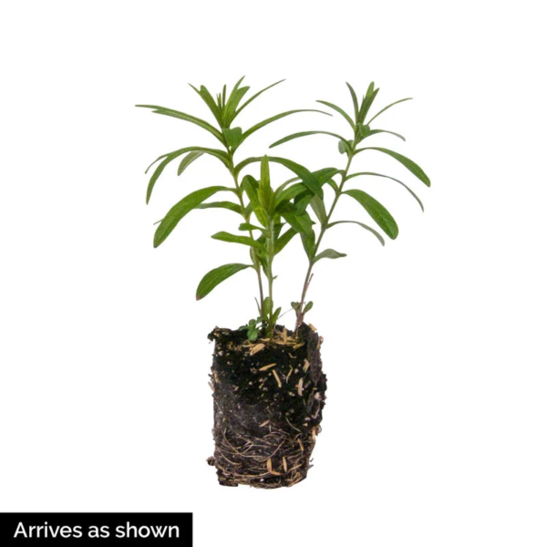 Native Milkweed Selections - Image 7