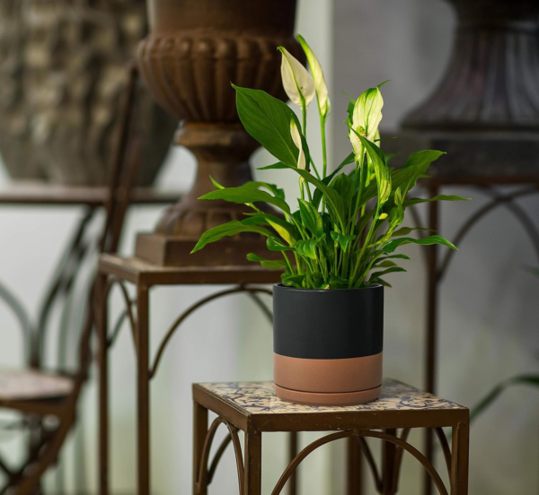 8 Inch Ceramic Planter Pot with Drainage Hole and Saucer, Indoor Cylinder round Planter Pot, Black/Speckled Tan, 94-O-D-7 - Image 6