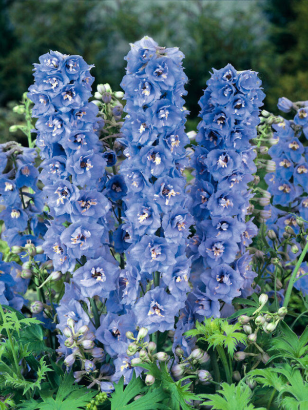 Flower Seeds - Non GMO -Variety Packs -Fresh -USA Grown Seeds - Image 53