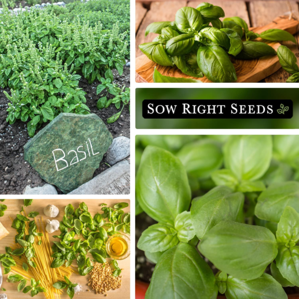 - Genovese Sweet Basil Seed for Planting - Non-Gmo Heirloom Packet with Instructions to Plant and Grow a Kitchen Herb Garden - Indoors or Outdoor - Great for Hydroponic Gardening (1) - Image 4