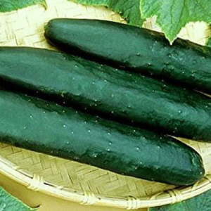 150 Straight Eight Cucumber Plant Seeds