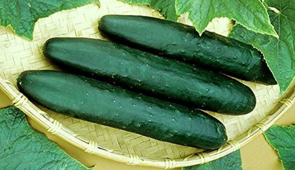 150 Straight Eight Cucumber Plant Seeds