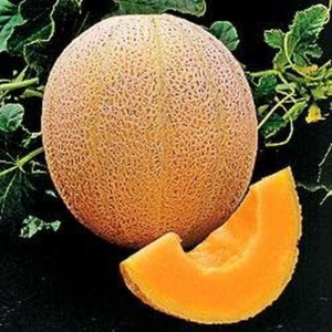 Cantaloupe Hales Best Jumbo Melon Great Heirloom Vegetable 300 Seeds