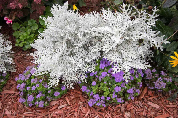 Flower Seeds - Non GMO -Variety Packs -Fresh -USA Grown Seeds - Image 68