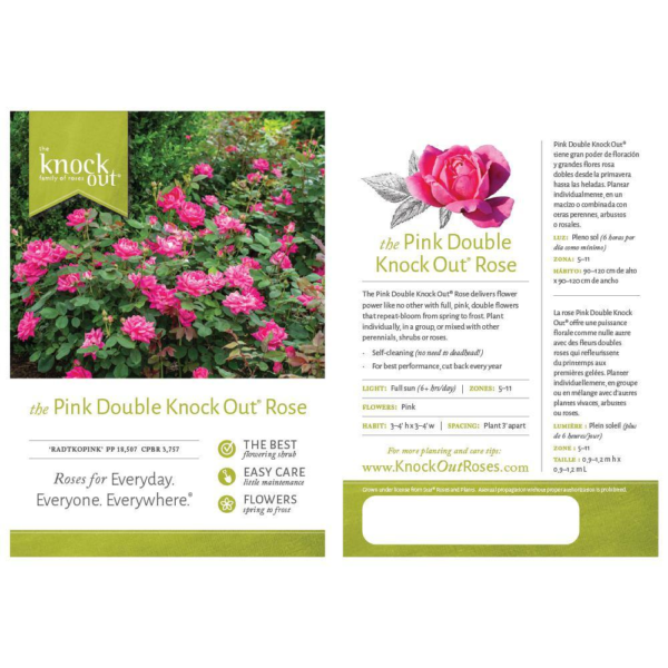 3 Gal. Pink Double  Live Rose Bush with Pink Flowers - Image 5
