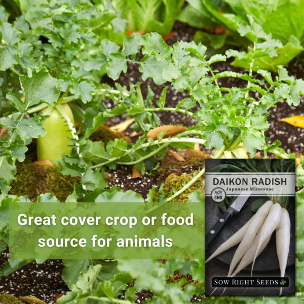 - Japanese Minowase Daikon Radish Seeds for Planting - Non-Gmo Heirloom Packet with Instructions to Plant a Home Vegetable Garden - Spring or Fall Planting Outdoors - Long White (1) - Image 3