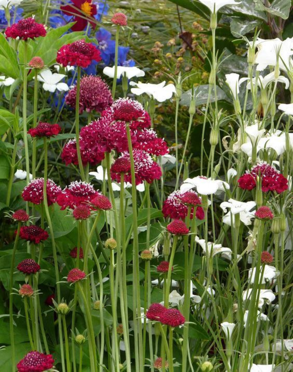 Flower Seeds - Non GMO -Variety Packs -Fresh -USA Grown Seeds - Image 80