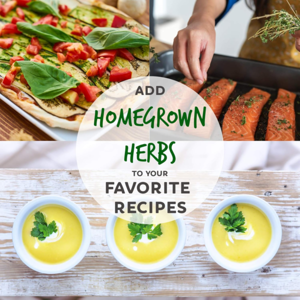 Culinary Herb Seeds Garden Collection | Premium Assortment | 18 Non-Gmo Seed Packets: Savory, Mint, Anise, Fennel, Cilantro, Sage, Rosemary, Thyme, Arugula, & More - Image 3