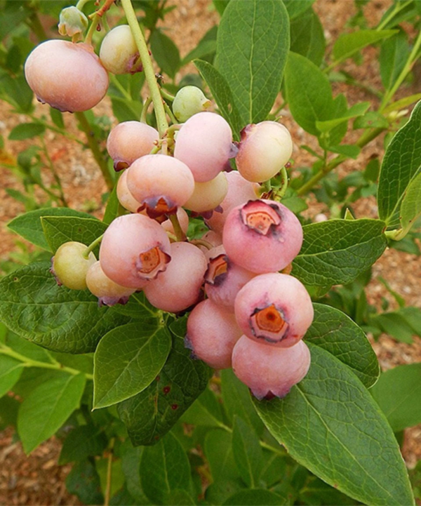 (1) - Pink Popcorn® Blueberry - Starter Plant (4M) (1 Live Plant)… - Image 4