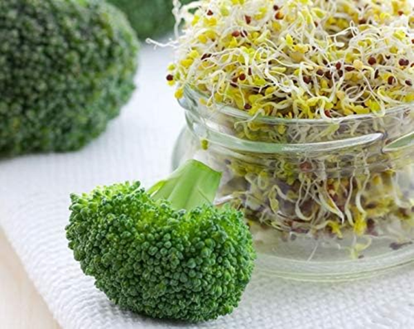 Broccoli Seeds for Sprouting, 2 Pounds – Vegan, Kosher, Sirtfood, Bulk. Rich in Sulforaphane, Vitamin C, Vitamin A. Great for Growing Sprouts, Microgreens. High Germination Rate - Image 4