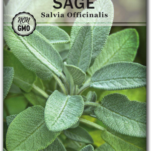 - Sage Seeds for Planting - Non-Gmo Heirloom Packet with Instructions to Plant and Grow Kitchen Herb Garden - Indoor or Outdoor - Great for Pollinators - Culinary Seasoning (1)