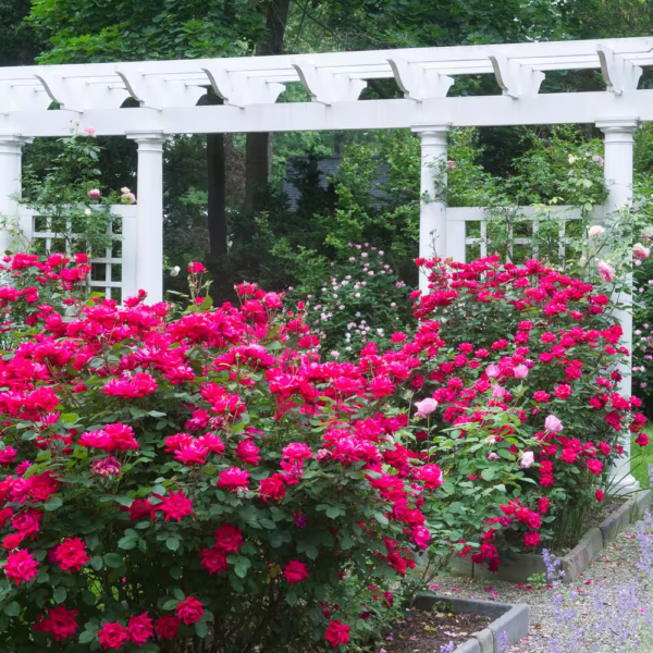 1 Gal. Red Double  Rose Bush with Red Flowers - Image 10