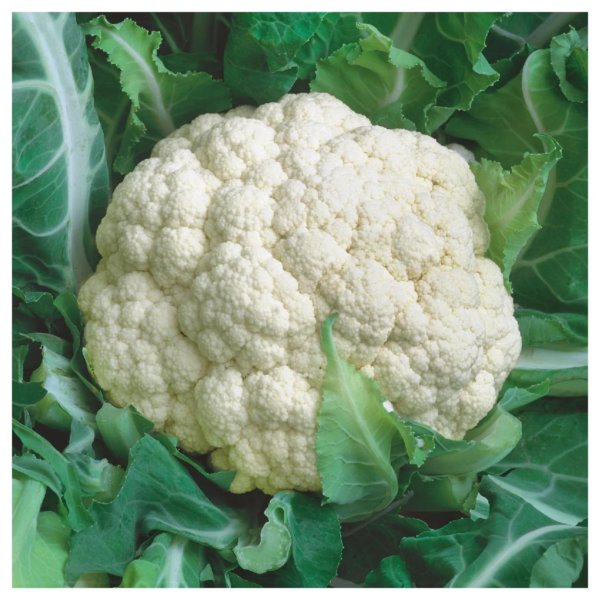 500 Snowball Self Blanching Cauliflower Seeds, Open Pollinated - Image 6