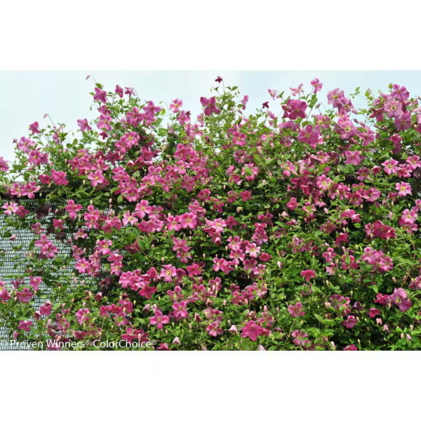 4.5 In. Qt. Pink Mink (Clematis) Live Shrub, Pink Flowers - Image 6
