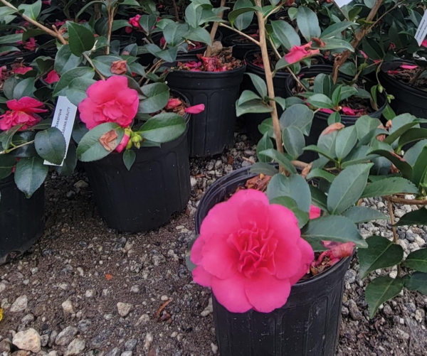 Alabama Beauty Pink Camellia Sasanqua - Live Plant - Full Gallon Pot - Image 2