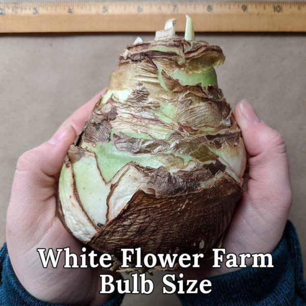 Large Dutch Bicolor Amaryllis Bulb Potted in Brown Woven Basket (H101) - Image 5