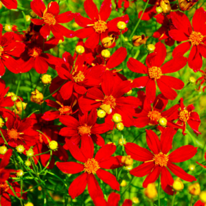Coreopsis Red Dwarf (Coreopsis Tinctoria) Flower Seeds 1000 + US FREE SHIPPING!