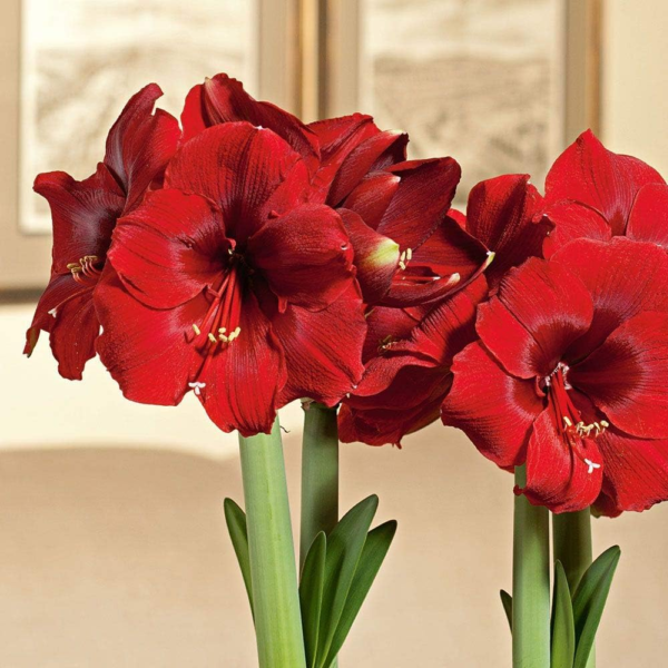 Large Dutch Red Amaryllis Bulb Potted in Brown Woven Basket (H103) - Image 2