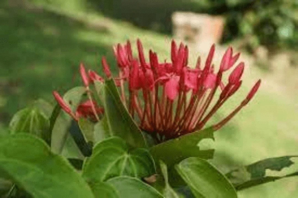 Major Wheeler Honeysuckle Live Shrub - Image 3