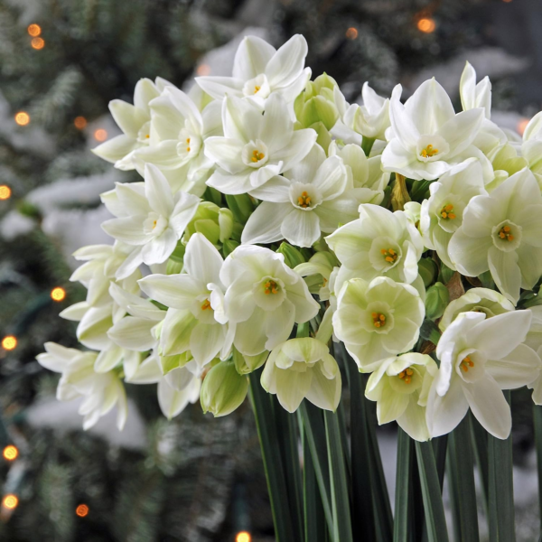 Narcissus Paperwhite 'Ariel' Plant Bulbs (20 Pack) - Large Flower Bulbs for Indoor Forcing at Home, Fragrant Holiday Blooms - Image 3