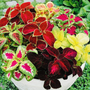 COLEUS RAINBOW MIX FLOWER SEEDS NON GMO FRESH HARVEST FREE SHIPPING