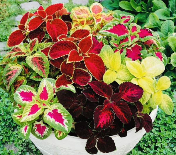 COLEUS RAINBOW MIX FLOWER SEEDS NON GMO FRESH HARVEST FREE SHIPPING