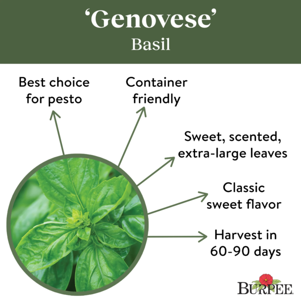 Organic Genovese Basil Herb Seed, 1-Pack - Image 5
