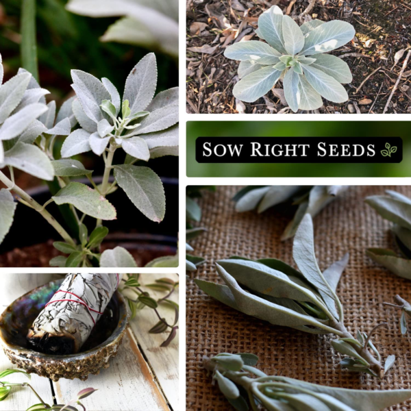 - White Sage Seed for Planting - Non-Gmo Heirloom Packet with Instructions for Planting and Growing a Home Herb Garden - Indoors or Outdoors - Make Your Own Herbal Incense (1) - Image 4