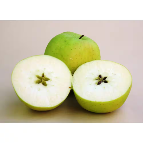 3 Ft. Golden Delicious Apple Tree with Honeyed Sweet Light Gold Fruit - Image 4
