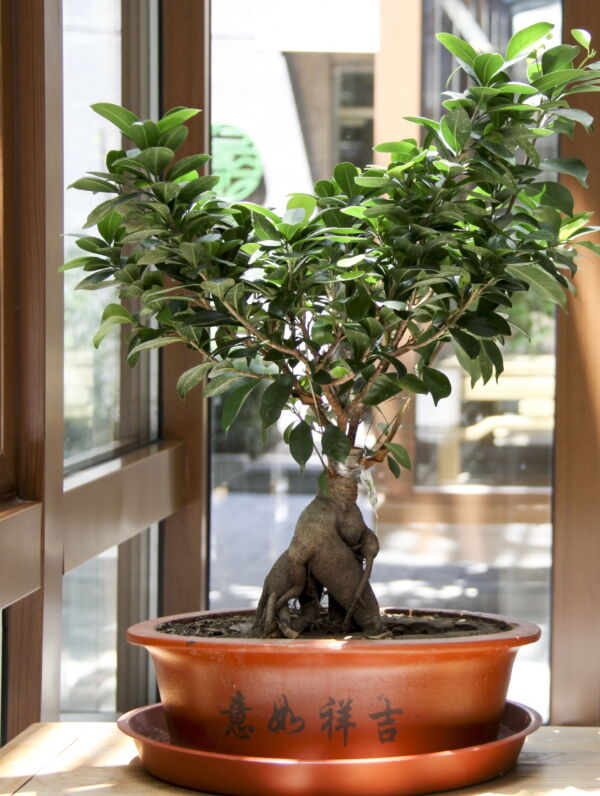 Tropical Fig Tree Seeds - Cluster Fig -20 Seeds - Bonsai or Standard- Rugged Bark Cluster Fig-See Listing Below- Ficus Racemosa - Image 4