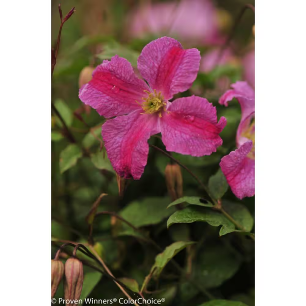 4.5 In. Qt. Pink Mink (Clematis) Live Shrub, Pink Flowers - Image 3