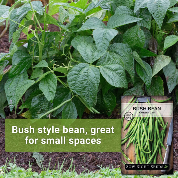 - Contender Bush Green Bean Seeds for Planting - Non-Gmo Heirloom Seed Packet - Stringless Variety to Plant an Outdoor Home Vegetable Garden - Abundant Harvest, Great for Kids (1) - Image 3