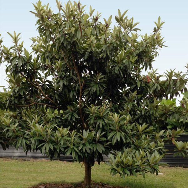 - Cold Hardy Avocado Tree, 2-3 Ft. - No Shipping to AZ and OR - Image 2
