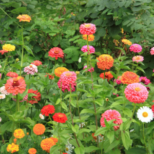 Zinnia Flower Garden Seeds - California Giant Mix - 4 Oz - Annual Flower Gardening Seed
