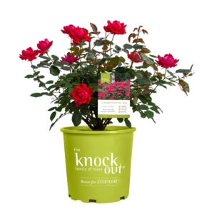 The ® Family of Roses 'The Red Double ® Rose' Live Shrub in 1-Gallon Grower Pot