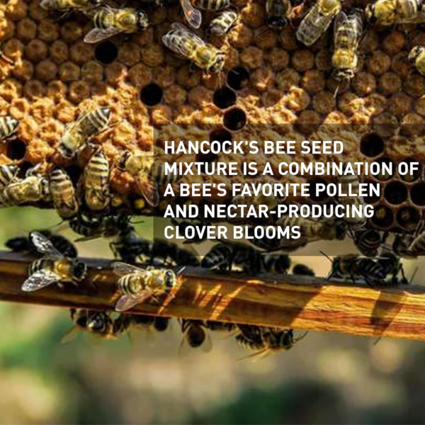 Hancock Bee Seed Mix, Non GMO Mix Produces Colorful Pollen & Nectar Producing Flowers, 5 LB Bag - Image 3