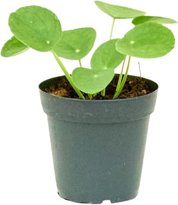 Chinese Money Plant, Pilea Peperomioides, Live, Live Indoor, Home Decor, Easy to Grow, Easy to Care, Outdoor Garden and Low Maintenance Houseplant (4") - Image 2