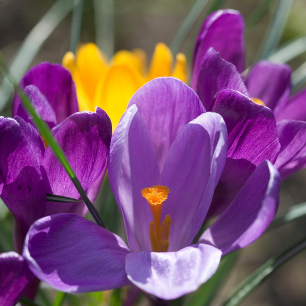 Crocus 'Flower Record' Plant Bulbs (20 Pack) - Large Violet Purple Flowering Blooms in Early Spring Gardens - Image 5