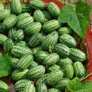 Cucamelon Seeds - 0.25Oz ~900 Seeds - Heirloom, Non-Gmo Gardening - AKA: Mexican Sour Gherkin, Sandia De Raton