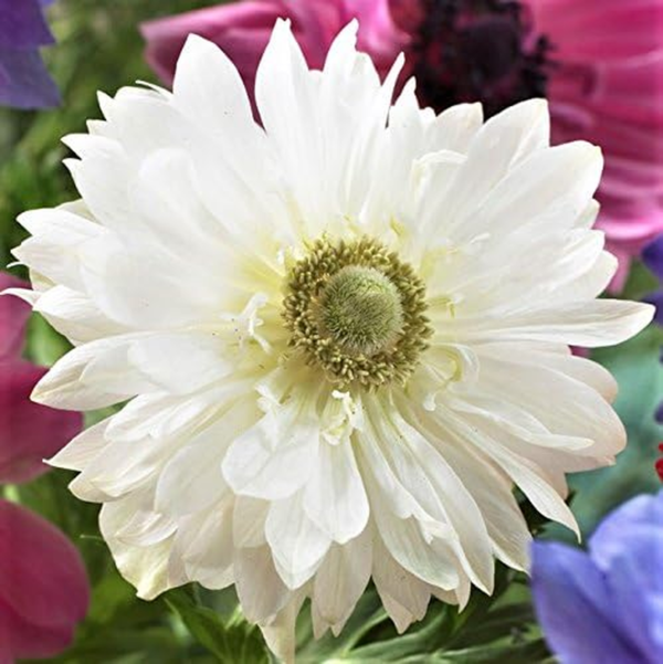 Anemone 'Mount Everest' Plant Bulbs (20 Pack) - White Double Flowering Blooms in Spring Gardens - Image 2
