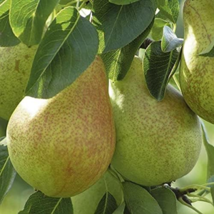 Dwarf Moonglow Pear Tree (3 Gallon, Potted)
