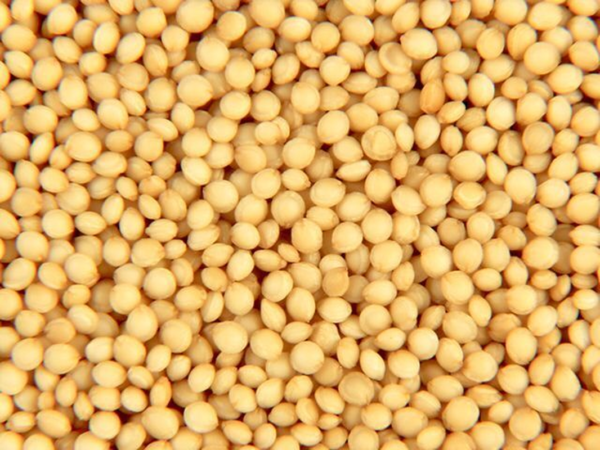 Flower Seeds - Non GMO -Variety Packs -Fresh -USA Grown Seeds - Image 34