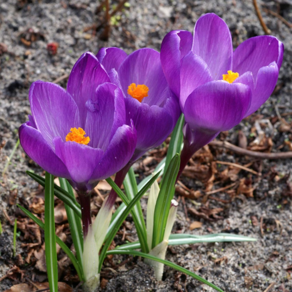 Crocus 'Flower Record' Plant Bulbs (20 Pack) - Large Violet Purple Flowering Blooms in Early Spring Gardens - Image 6