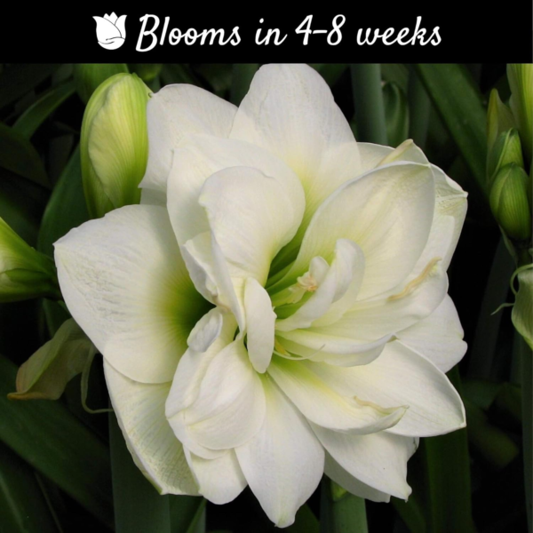 Amaryllis 'Snow Drift' (5 Pack) Large Plant Bulbs for Indoor Forcing - White & Cream Double Flowering Blooms, Professionally Grown from - Image 2