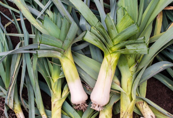 800 * Seeds AMERICAN FLAG LEEK (Large Leek) Allium Porrum Vegetable Seeds - Image 3