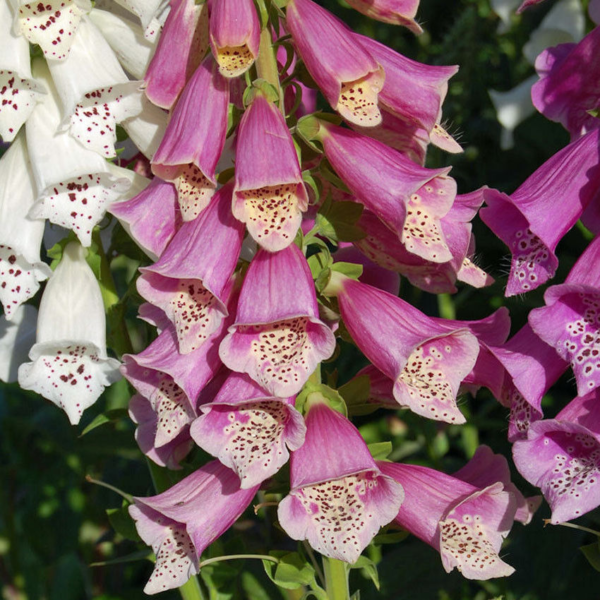 2000 SEEDS - Foxglove Excelsior Mix SHADE/ SUN Groco USA*- BUY ANY 15-SHIPS FREE - Image 2