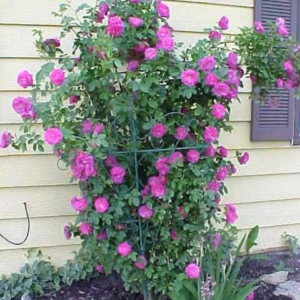 5 Purple Climbing Rose Flower Seeds, Fragrant Rosa Bush Vine for Butterfly Gardens